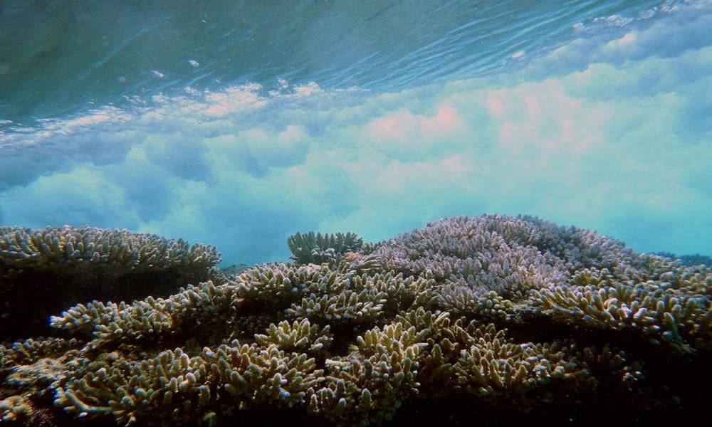 Natural Ocean Conditions Influence Every Underwater Wildlife Viewing Session Differently